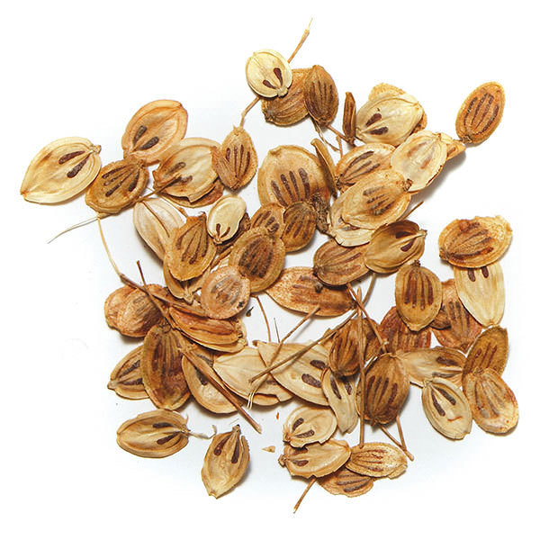 گلپر درشت (۵۰گرم)